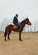 关于马竞连续五场破门，维尼修斯主帅直言：这小子挡不住！的信息